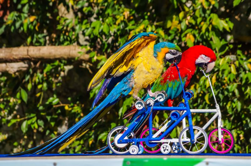 Animal Show Entertainment